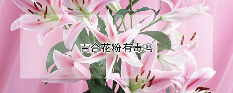 百合花粉有毒吗 发财农业网