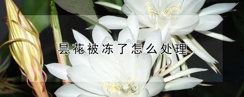 昙花被冻了怎么处理