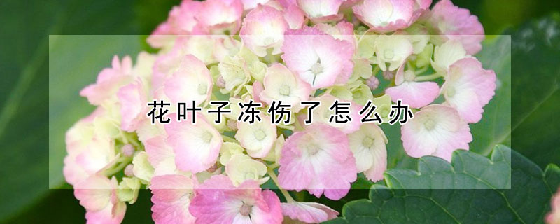 花叶子冻伤了怎么办