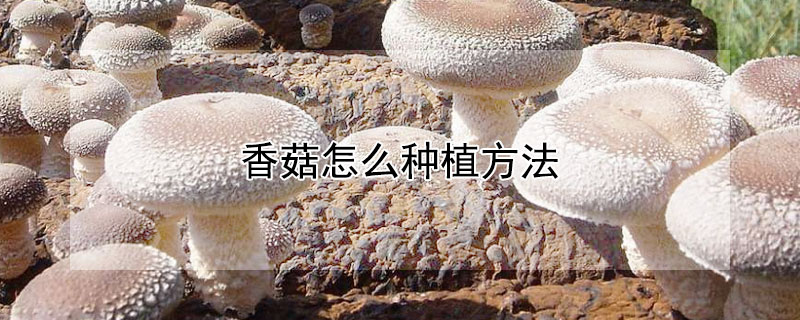 香菇怎么种植方法