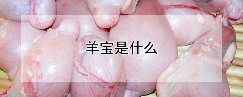 羊宝是什么