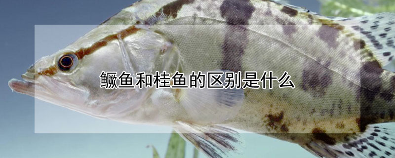 鳜鱼和桂鱼的区别是什么