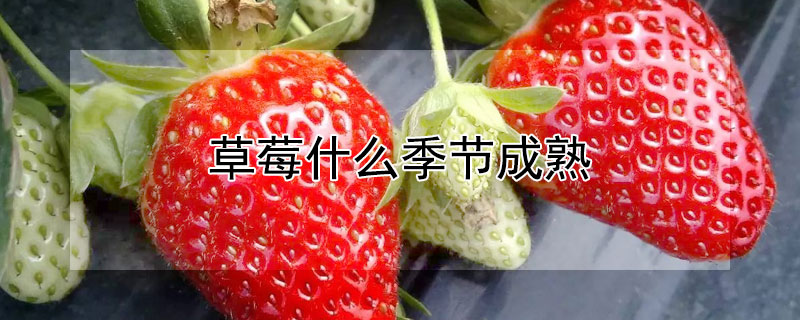 草莓什么季节成熟