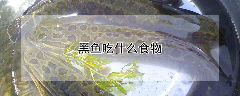 黑鱼吃什么食物