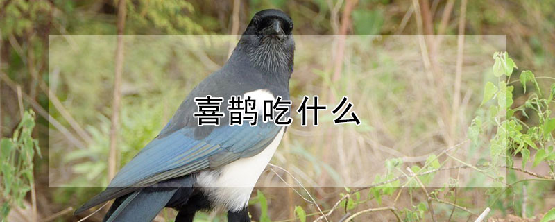 喜鹊吃什么