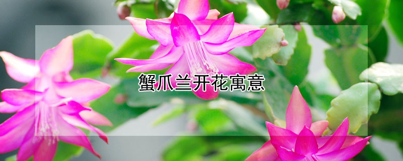 蟹爪兰开花寓意