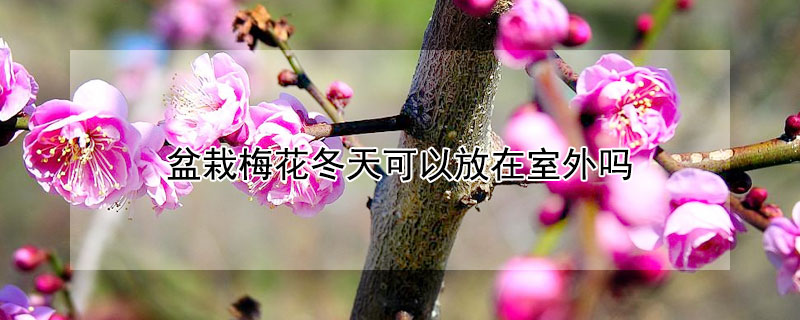 盆栽梅花冬天可以放在室外吗