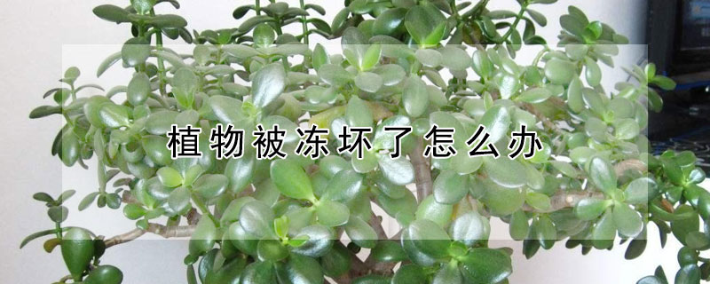 植物被冻坏了怎么办