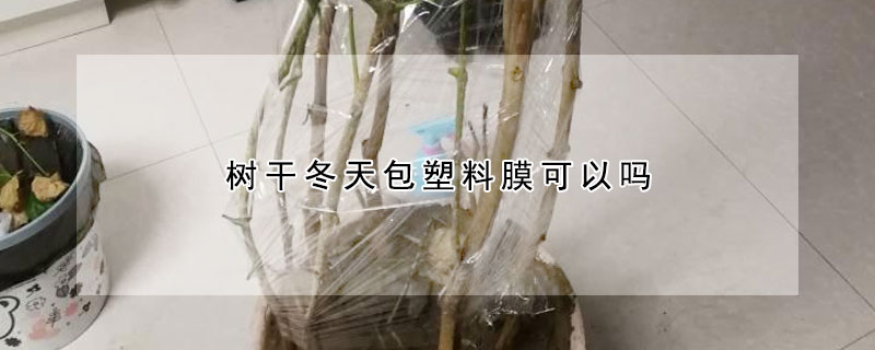 树干冬天包塑料膜可以吗