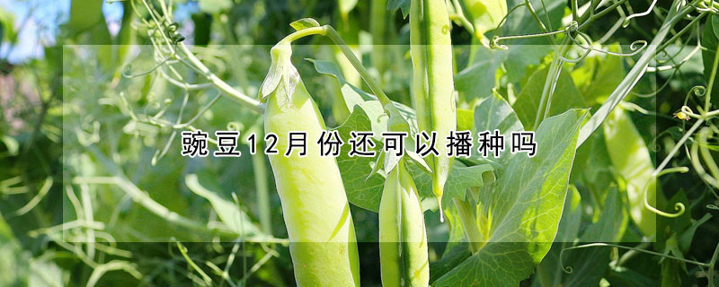 豌豆12月份还可以播种吗