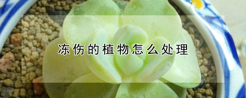 冻伤的植物怎么处理