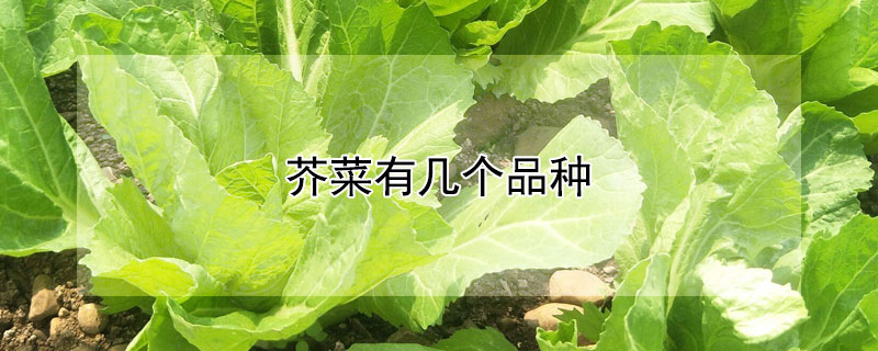 芥菜有几个品种