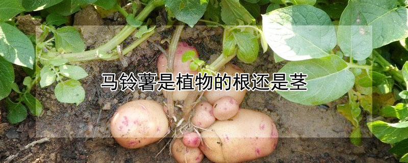 马铃薯是植物的根还是茎