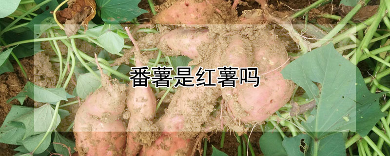 番薯是红薯吗 —【发财农业网】