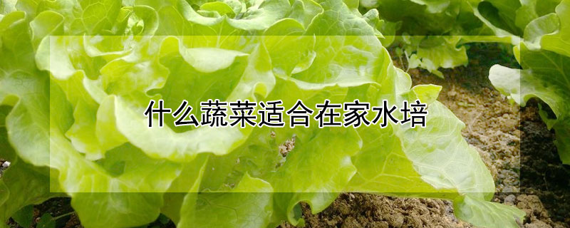 什么蔬菜适合在家水培