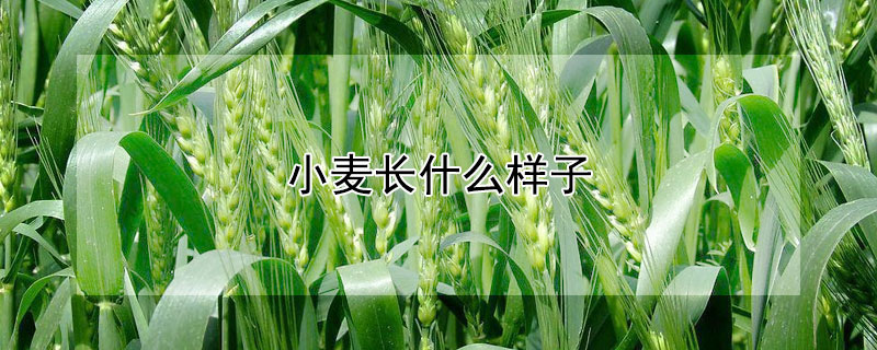 小麦长什么样子