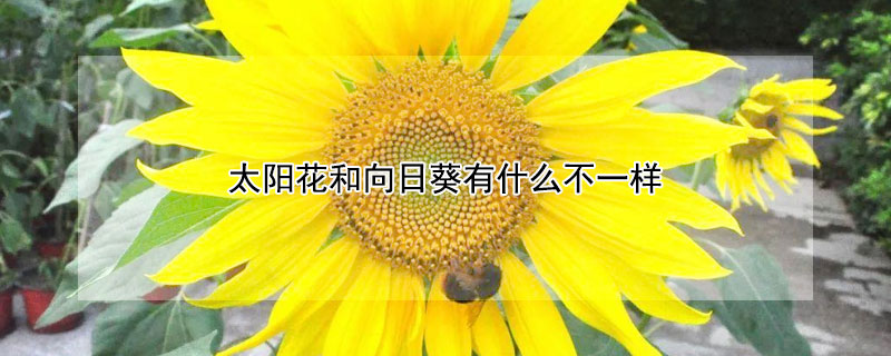 太阳花和向日葵有什么不一样