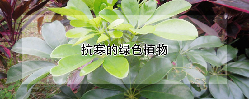 抗寒的绿色植物