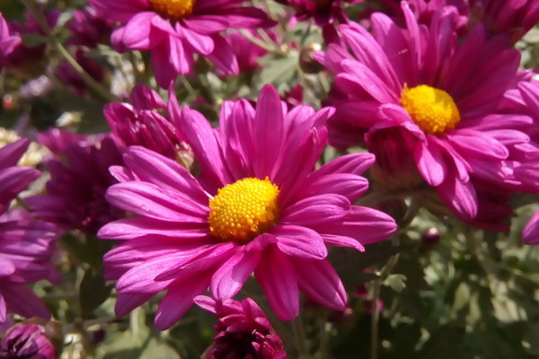紫色多头小雏菊的花语
