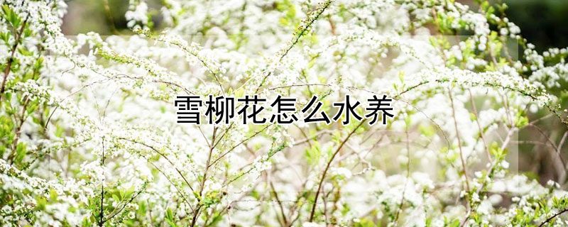 雪柳花怎么水养