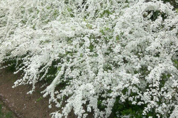 雪柳花怎么水养