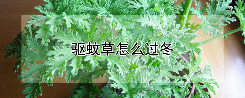 驱蚊草怎么过冬