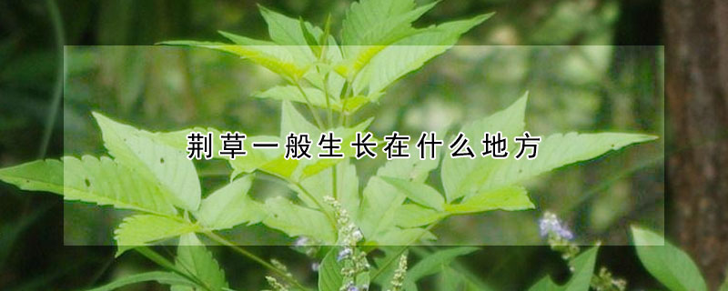 荆草一般生长在什么地方