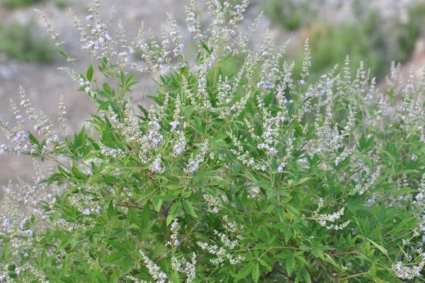 荆草一般生长在什么地方