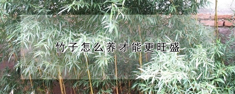 竹子怎么养才能更旺盛