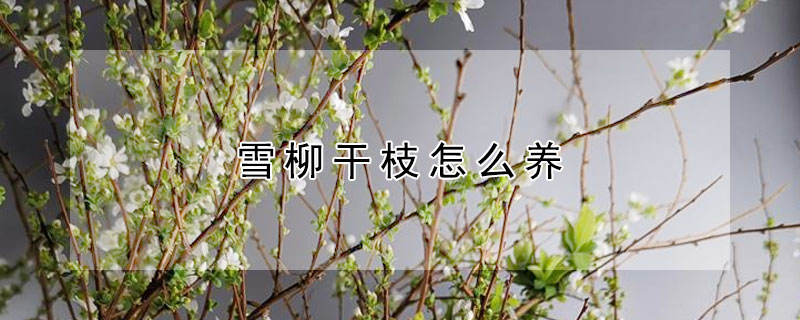 雪柳干枝怎么养