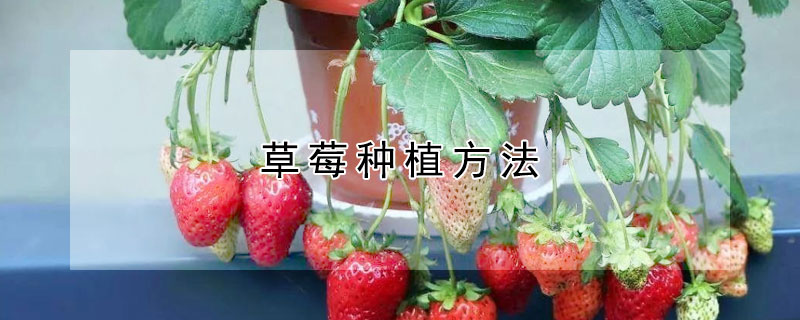 草莓种植方法