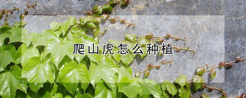 爬山虎怎么种植