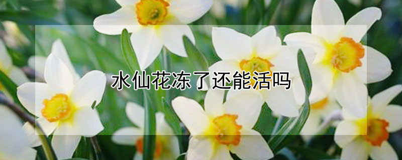 水仙花冻了还能活吗