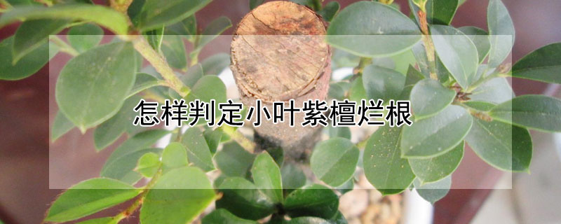 怎样判定小叶紫檀烂根