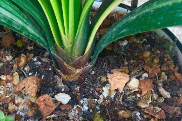 花盆土里有虫子怎么去除
