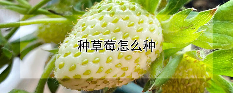 种草莓怎么种