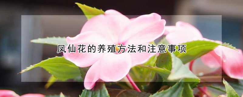 凤仙花的养殖方法和注意事项