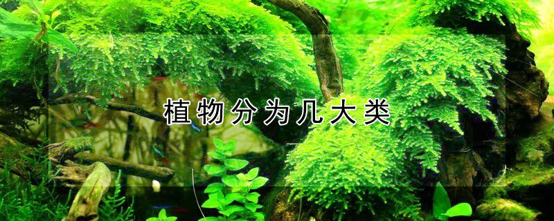 植物分为几大类