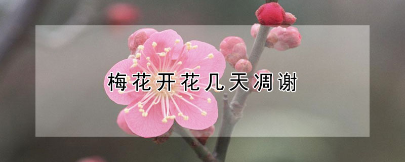 梅花开花几天凋谢