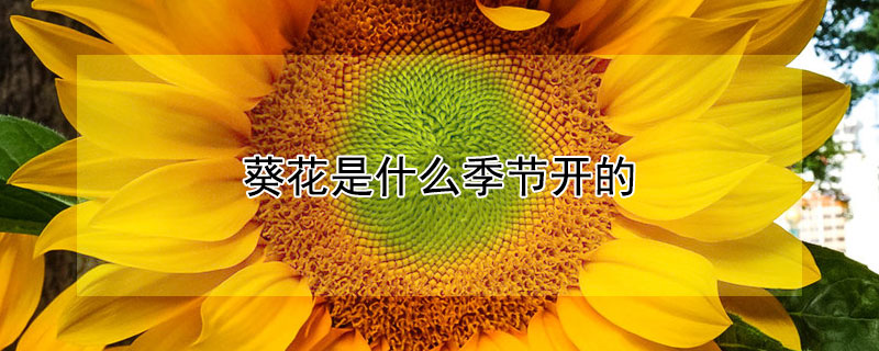 葵花是什么季节开的 发财农业网