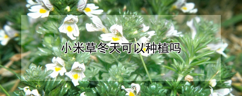 小米草冬天可以种植吗