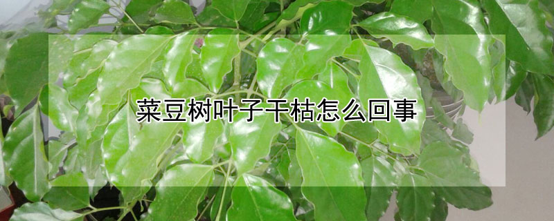 菜豆树叶子干枯怎么回事