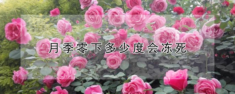 月季零下多少度会冻死