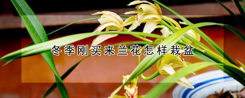 冬季刚买来兰花怎样栽盆