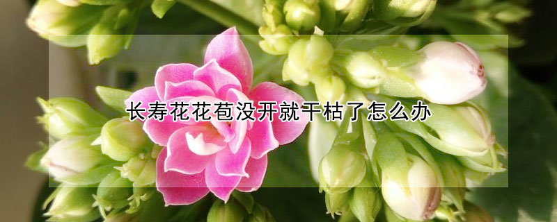 长寿花花苞没开就干枯了怎么办