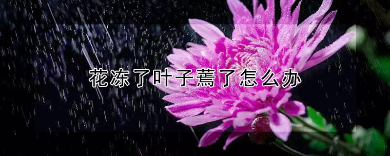 花冻了叶子蔫了怎么办