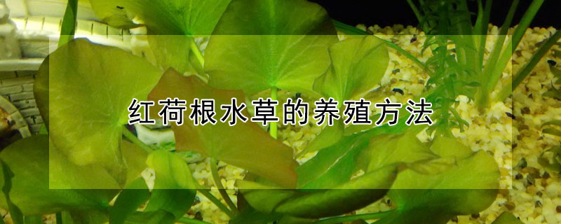 红荷根水草的养殖方法