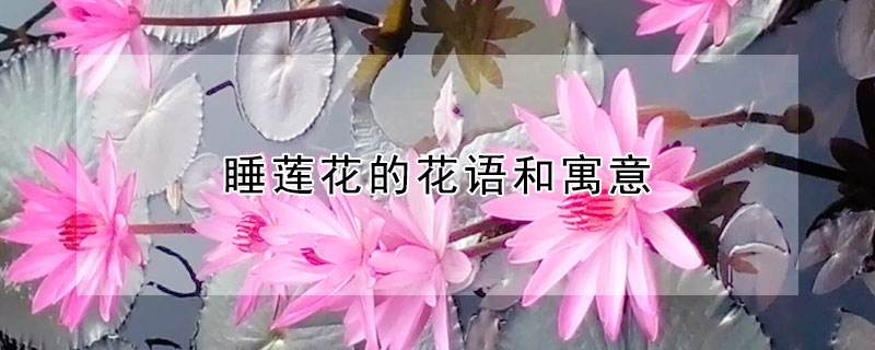 睡莲花的花语和寓意