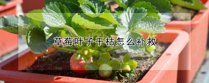 草莓叶子干枯怎么补救