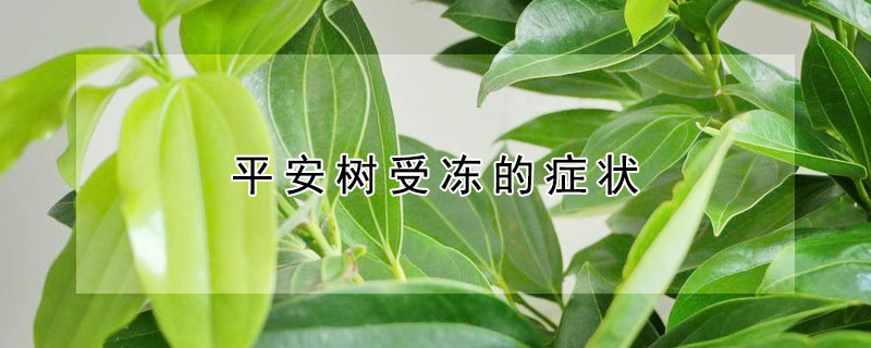 平安树受冻的症状